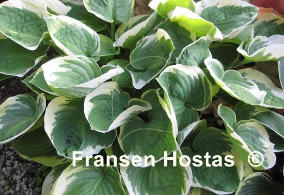 Hosta Moon River